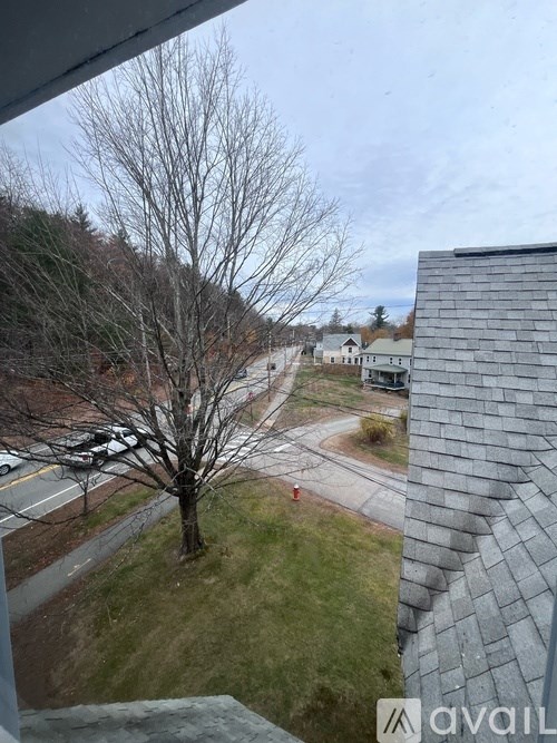 A tree in a grassy area with a road and houses in the background.