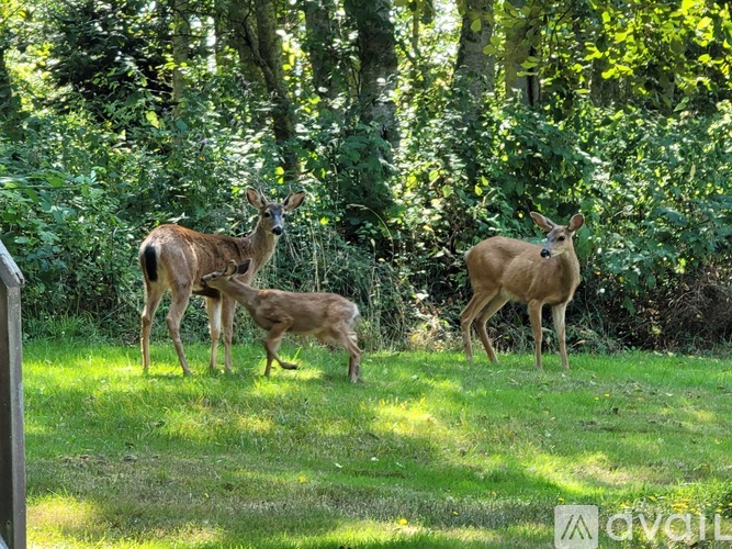 Three deer are standing in a grassy area with trees in the background.