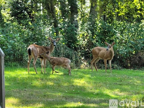Three deer are standing in a grassy area with trees in the background.