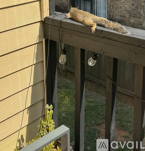 A lizard is laying on a wooden railing.