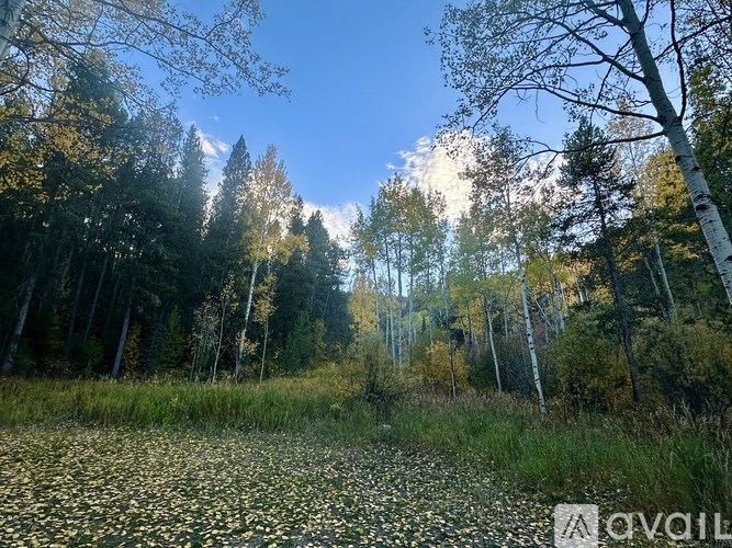 A forest with a field of yellow flowers in the foreground.