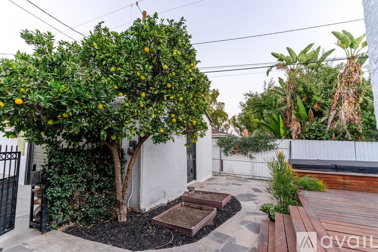 A lemon tree in a backyard with a wooden deck and a white fence.