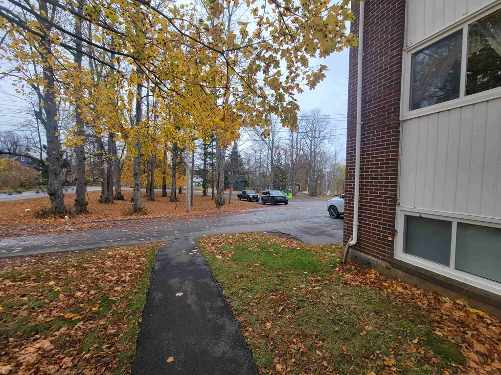 A sidewalk with a black surface is surrounded by trees with yellow leaves.
