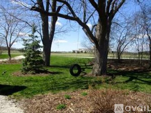 A tree with a tire swing hanging from it.