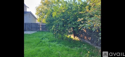 A backyard with a fence and a tree.