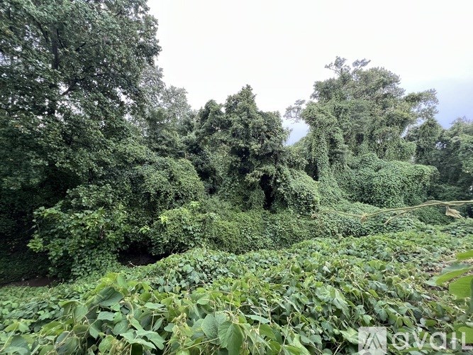 A lush green forest with dense foliage and trees.