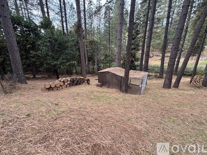 A shed sits in a forest clearing with a pile of logs to the left.
