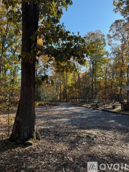 A tree with yellow leaves stands in a forest.