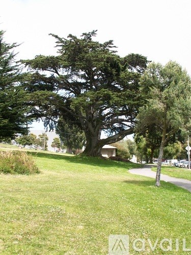 A large tree in the middle of a grassy area.