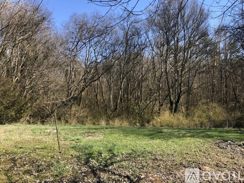 A leafless tree stands in a field with other trees in the background.