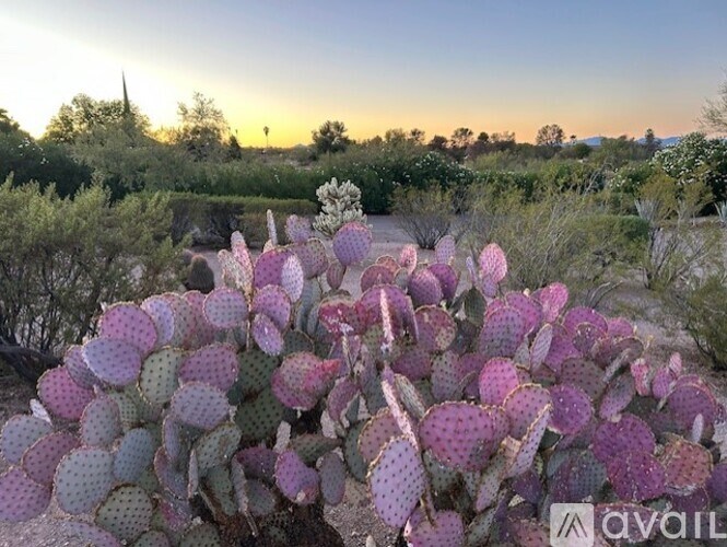A cactus with pink flowers is in the foreground with a sunset in the background.