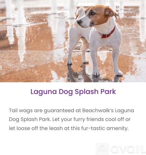 A dog is standing in a puddle at the Laguna Dog Splash Park.