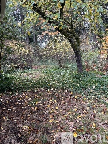 A forest path covered in fallen leaves.