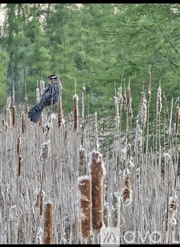 A bird is perched on a cattail in a marsh.
