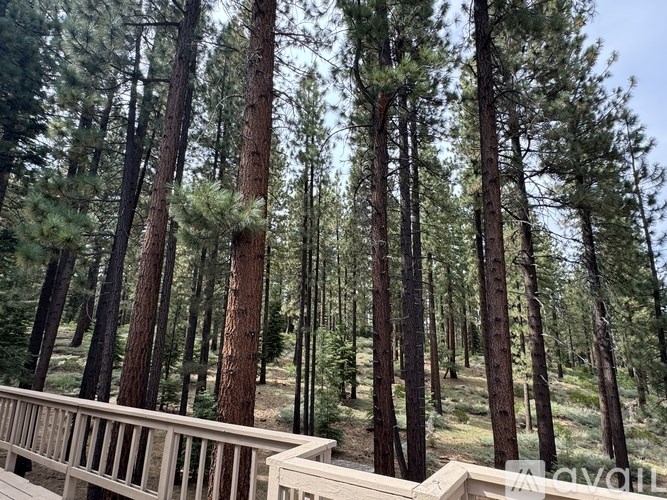 A forest of tall trees with a wooden railing in the foreground.