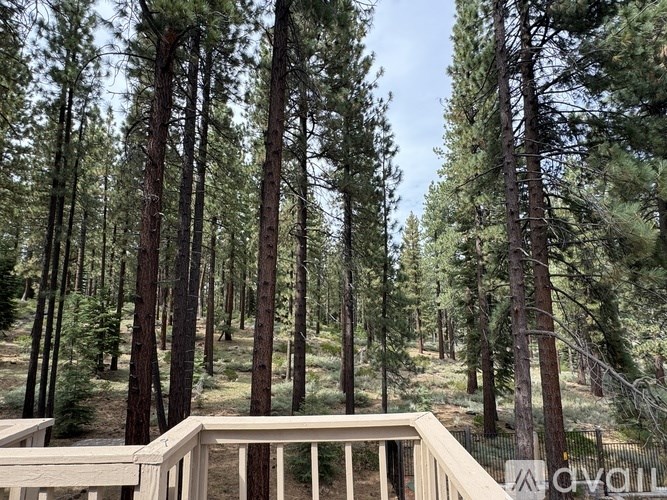 A wooden deck overlooks a forest of tall pine trees.