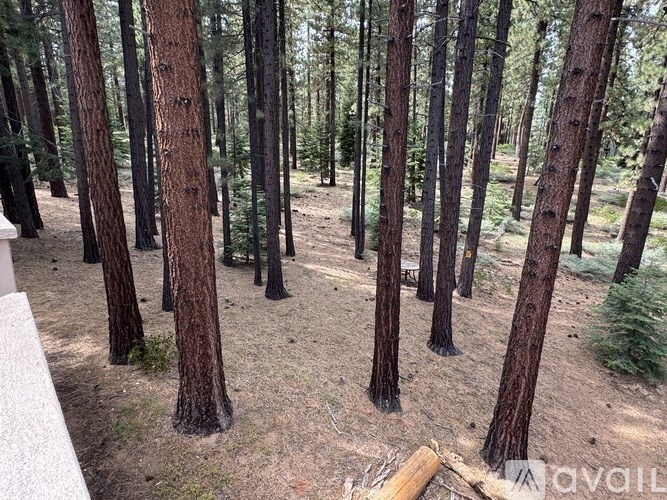 A forest of tall trees with a ground covered in dirt.