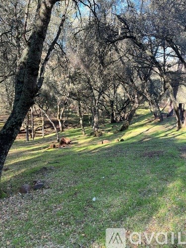 A grassy area with trees and a bench.
