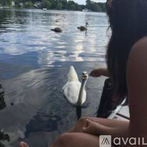 A woman is feeding a swan in a lake.