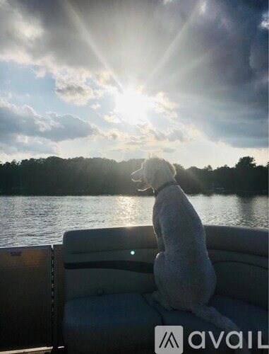 A dog is sitting on a boat looking at the sun.