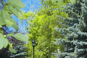 Clean and fully landscaped community. Thumbnail click to zoom.
