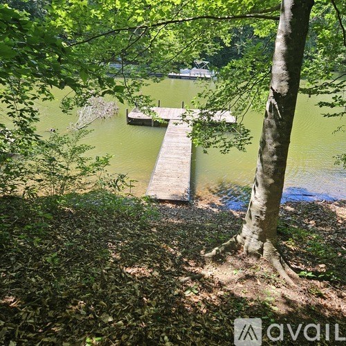 A tree stands in front of a dock on a greenish body of water.