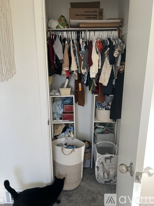 A black cat is sitting on the floor in front of a closet.