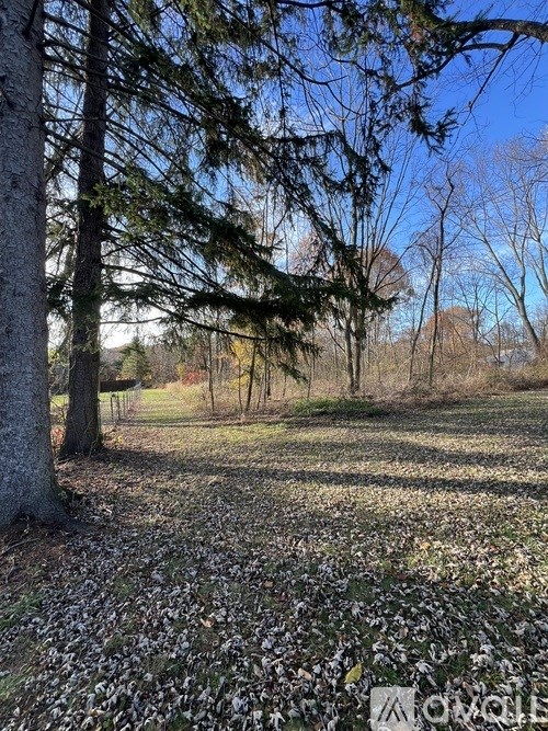 A forest with a ground covered in leaves.