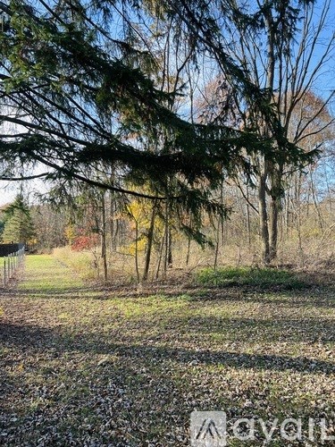 A forest with trees and grass in the foreground.