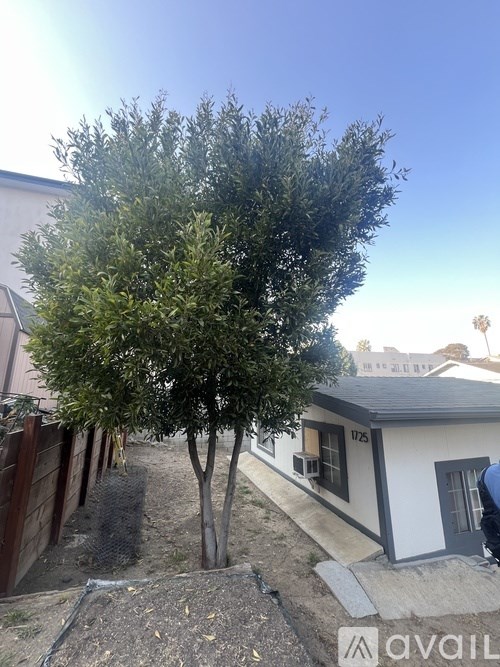 A tree in a yard with a house number 1725 in the background.
