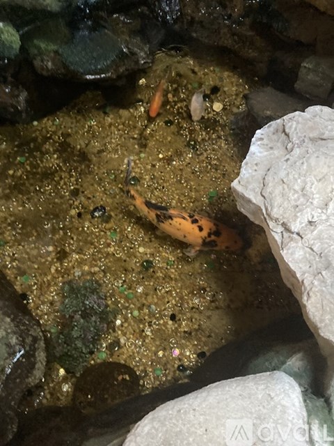 7165 West 30Th Avenue 1 Bed Apartment for Rent