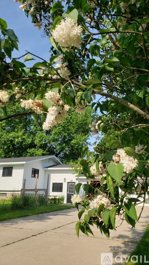 A tree with white flowers is in the foreground with a house in the background.