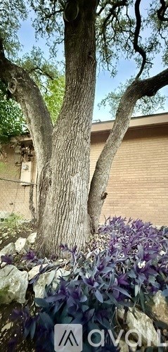A tree with a thick trunk and branches surrounded by purple flowers.