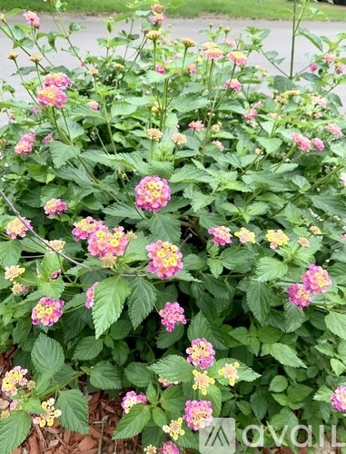 A cluster of pink flowers with green leaves in the foreground.