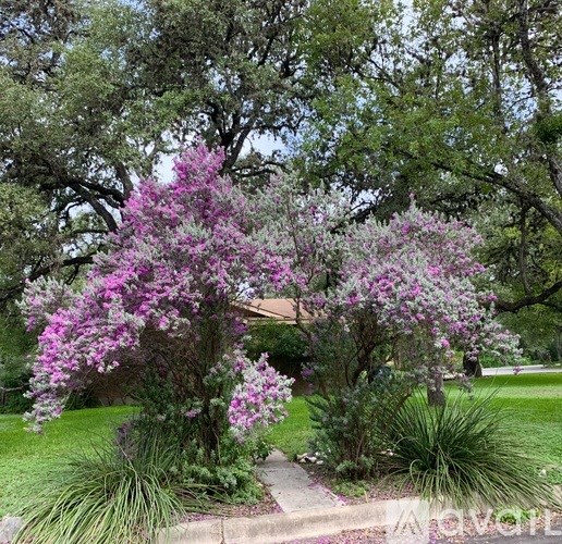 A tree with purple flowers is in the foreground with a grassy area and other trees in the background.
