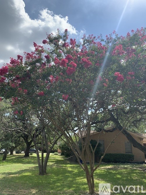 A tree with pink flowers is in the foreground with a house in the background.