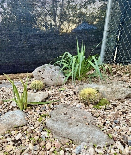 A garden with rocks and cacti in the foreground.