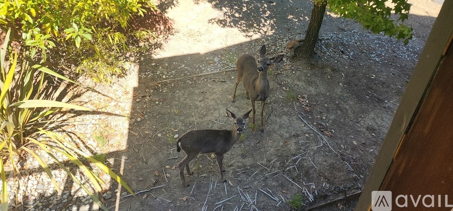 Two deer are standing in a yard.
