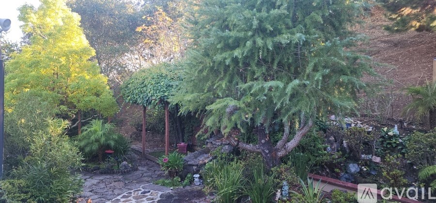 A garden with a variety of plants and trees.