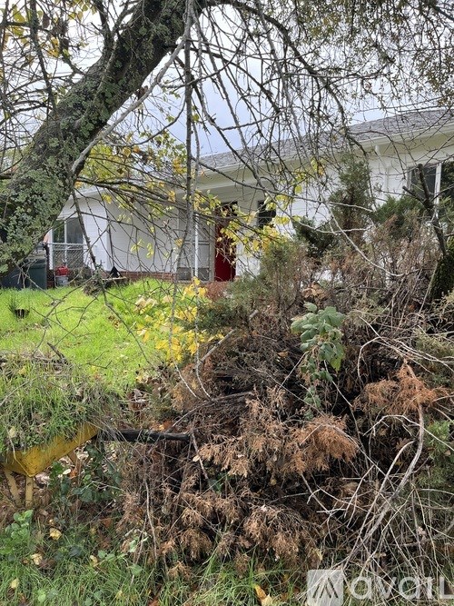 A tree branch is hanging over a bush.