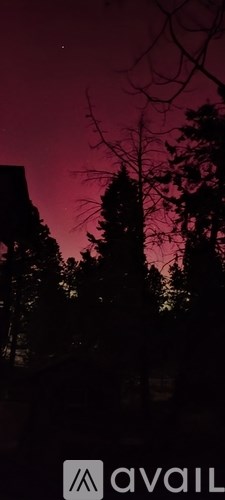 A dark forest silhouette against a pink sky at dusk.