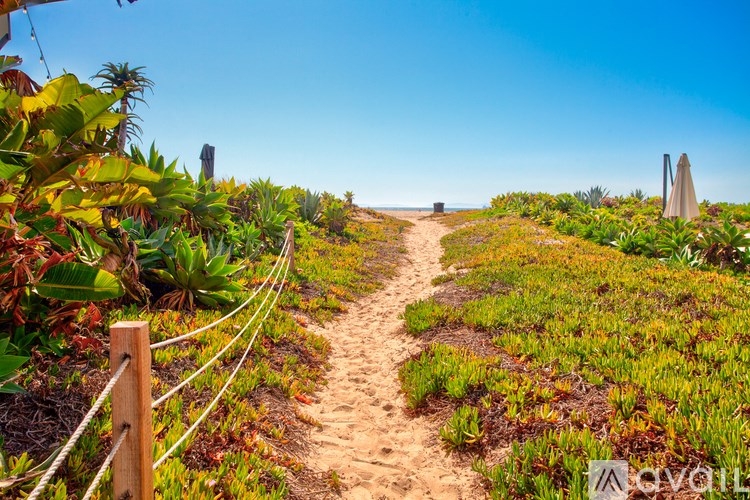 A path through a field of green plants.