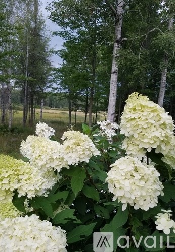 9374 Alango Road 2 Beds Single Family Home for Rent - Photo Gallery 21