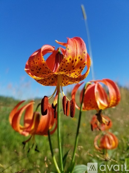 9374 Alango Road 2 Beds Single Family Home for Rent - Photo Gallery 25