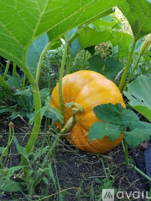 9374 Alango Road 2 Beds Single Family Home for Rent - Photo Gallery 26