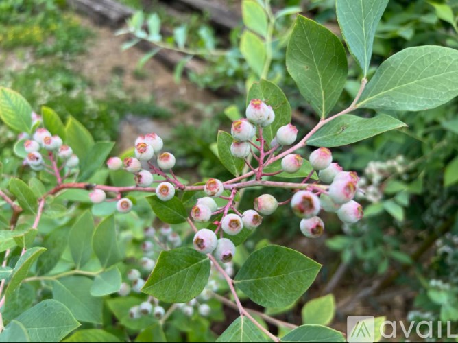 A cluster of berries with green leaves in the background.