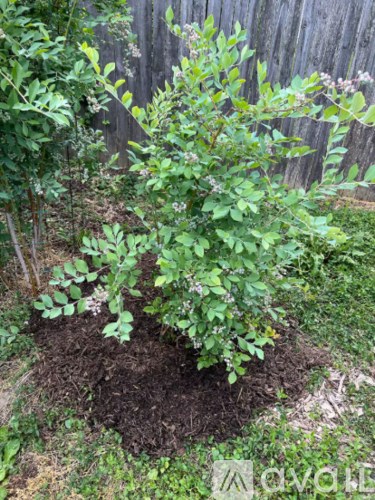 A plant with green leaves is growing in a brown soil.