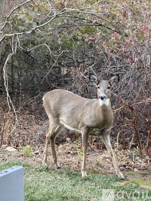 A deer standing in a grassy area with trees in the background.