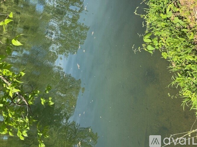A body of water with greenery on the side.