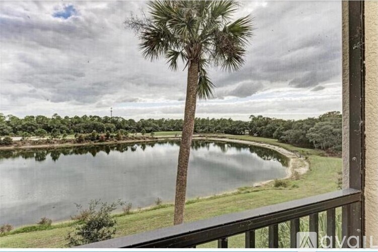 A palm tree stands in front of a lake.